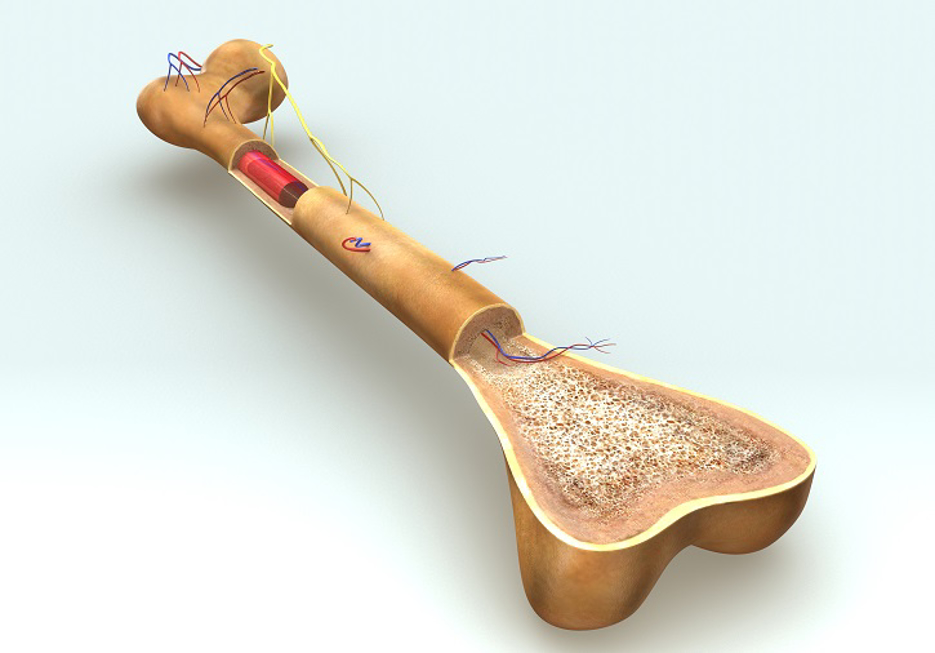 Müdigkeit und Belastungsunfähigkeit - Multiple Myelom